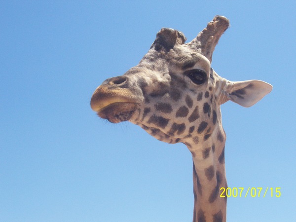 Product picture Liliana